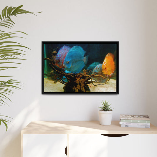 Fish Scene | Virtual Tank | Discus in your face