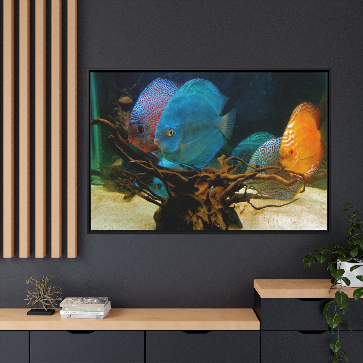 Fish Scene | Virtual Tank | Discus in your face