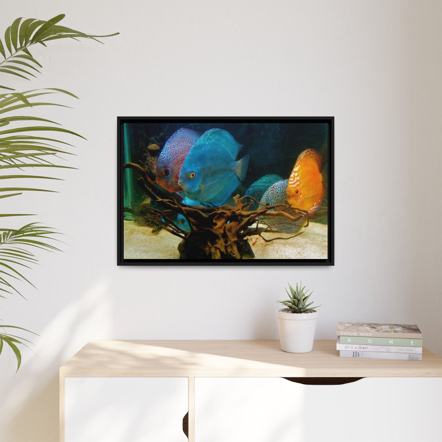 Fish Scene | Virtual Tank | Discus in your face