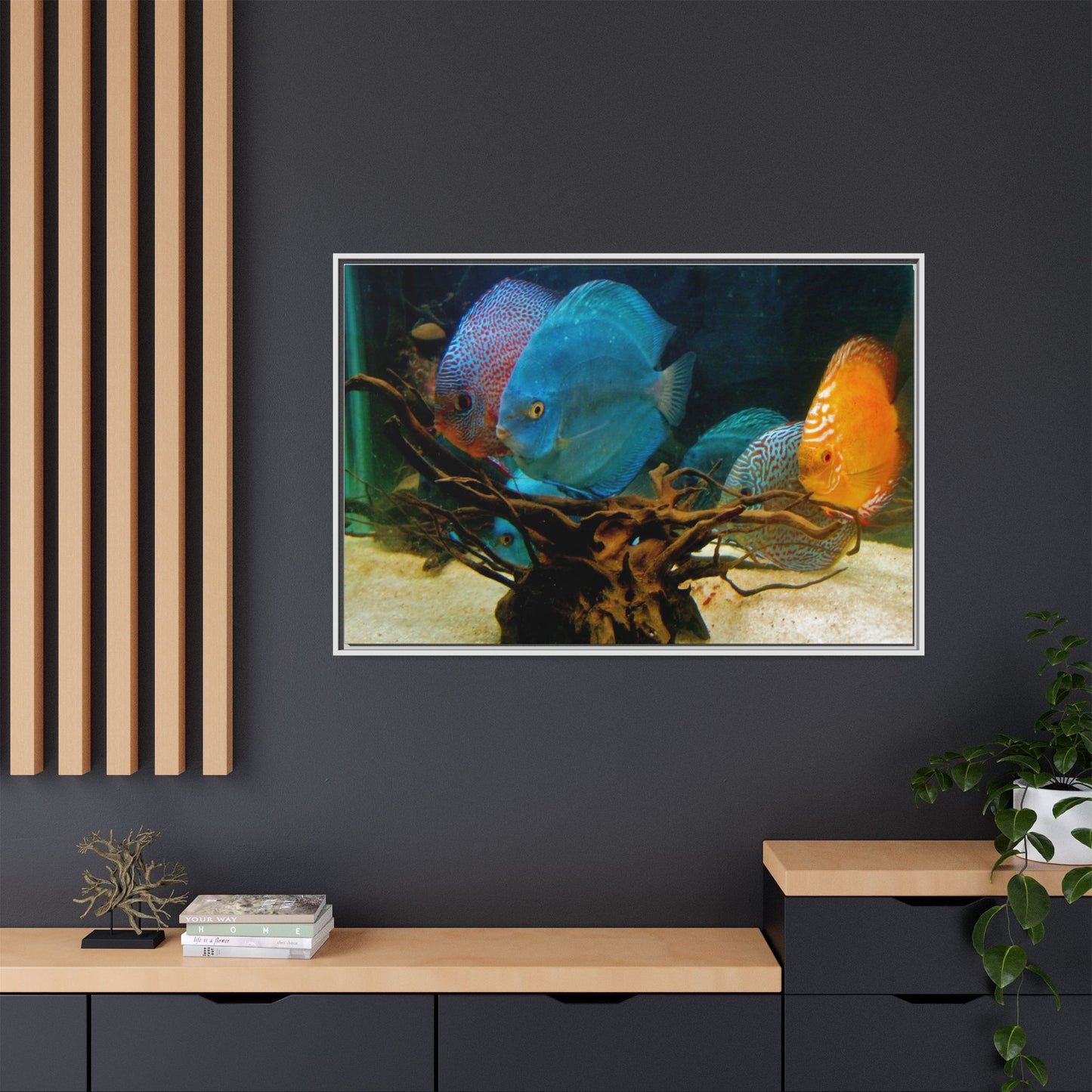 Fish Scene | Virtual Tank | Discus in your face