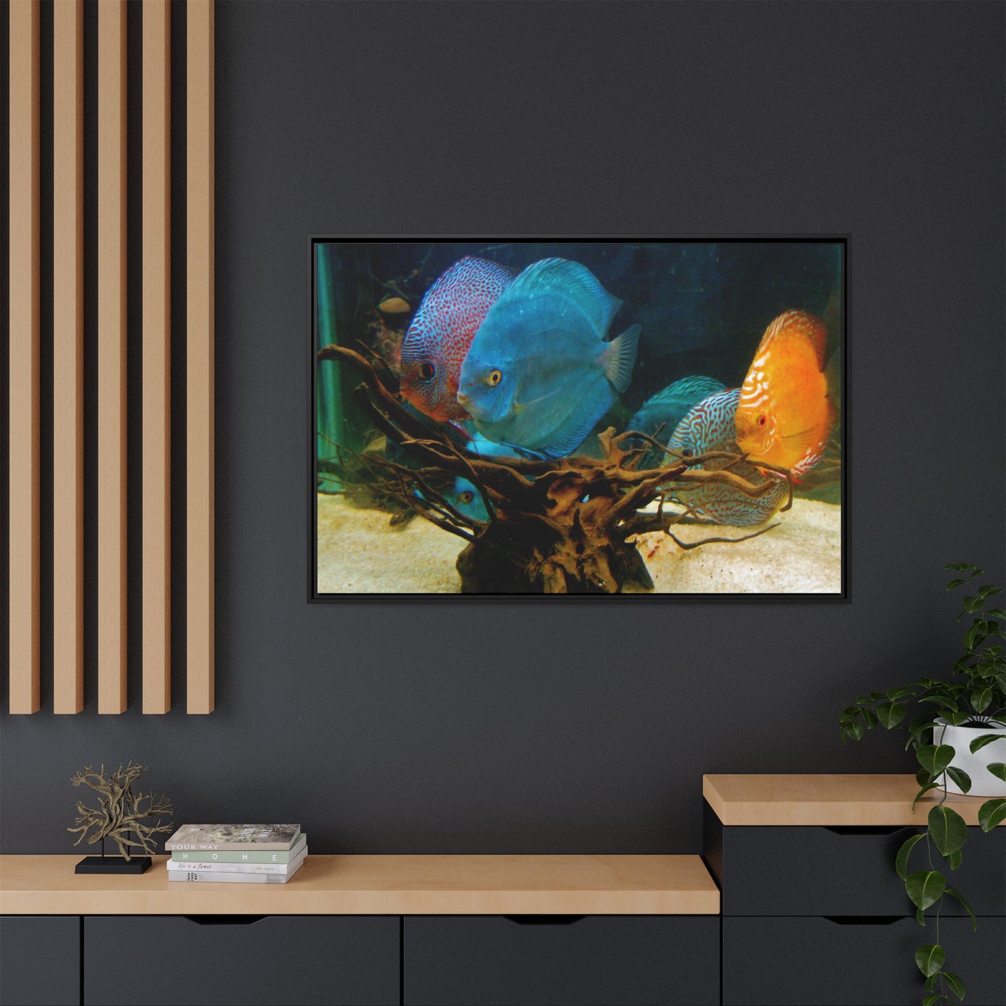 Fish Scene | Virtual Tank | Discus in your face