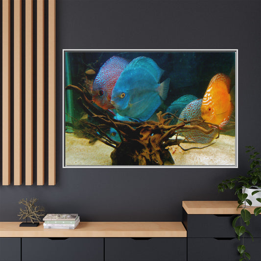 Fish Scene | Virtual Tank | Discus in your face