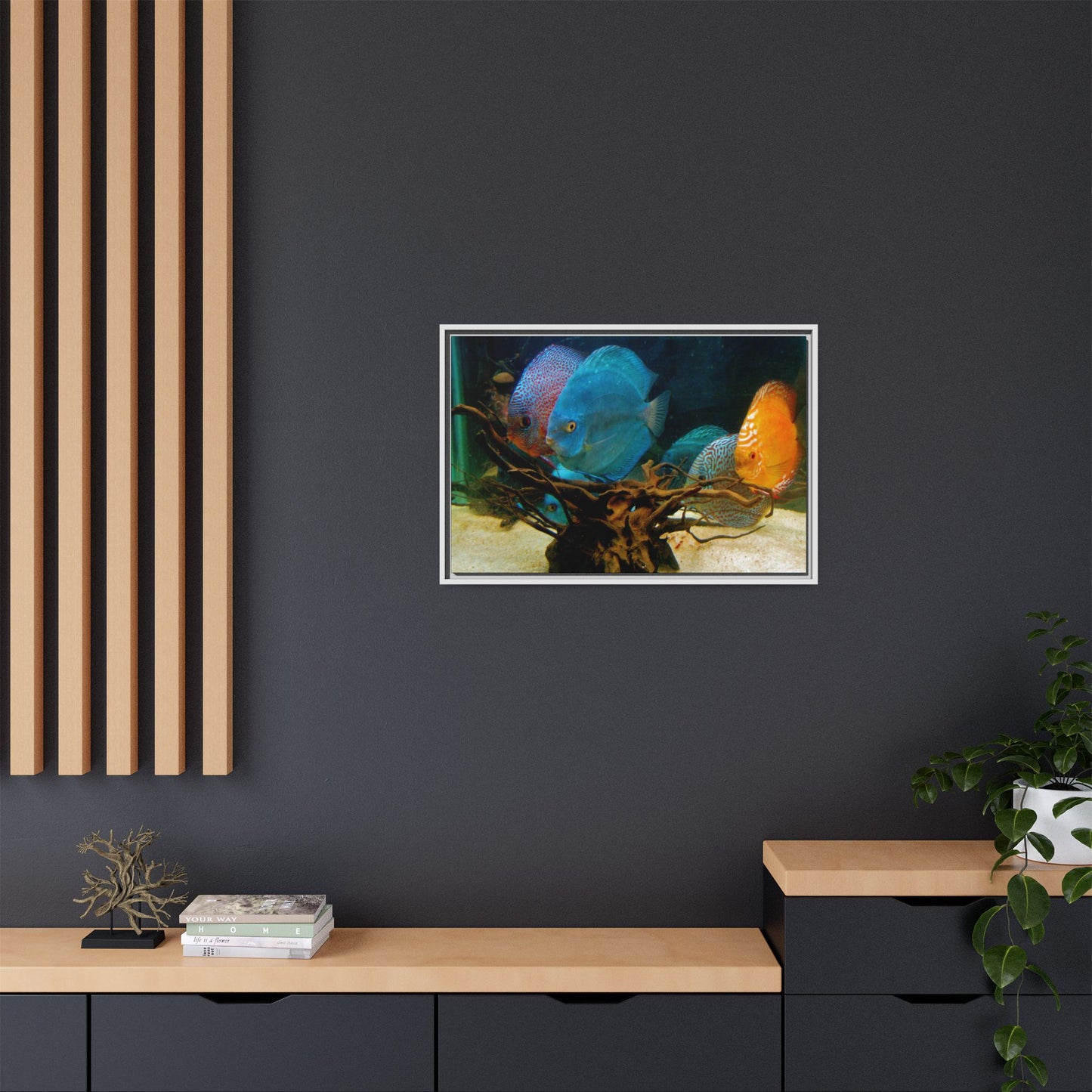 Fish Scene | Virtual Tank | Discus in your face